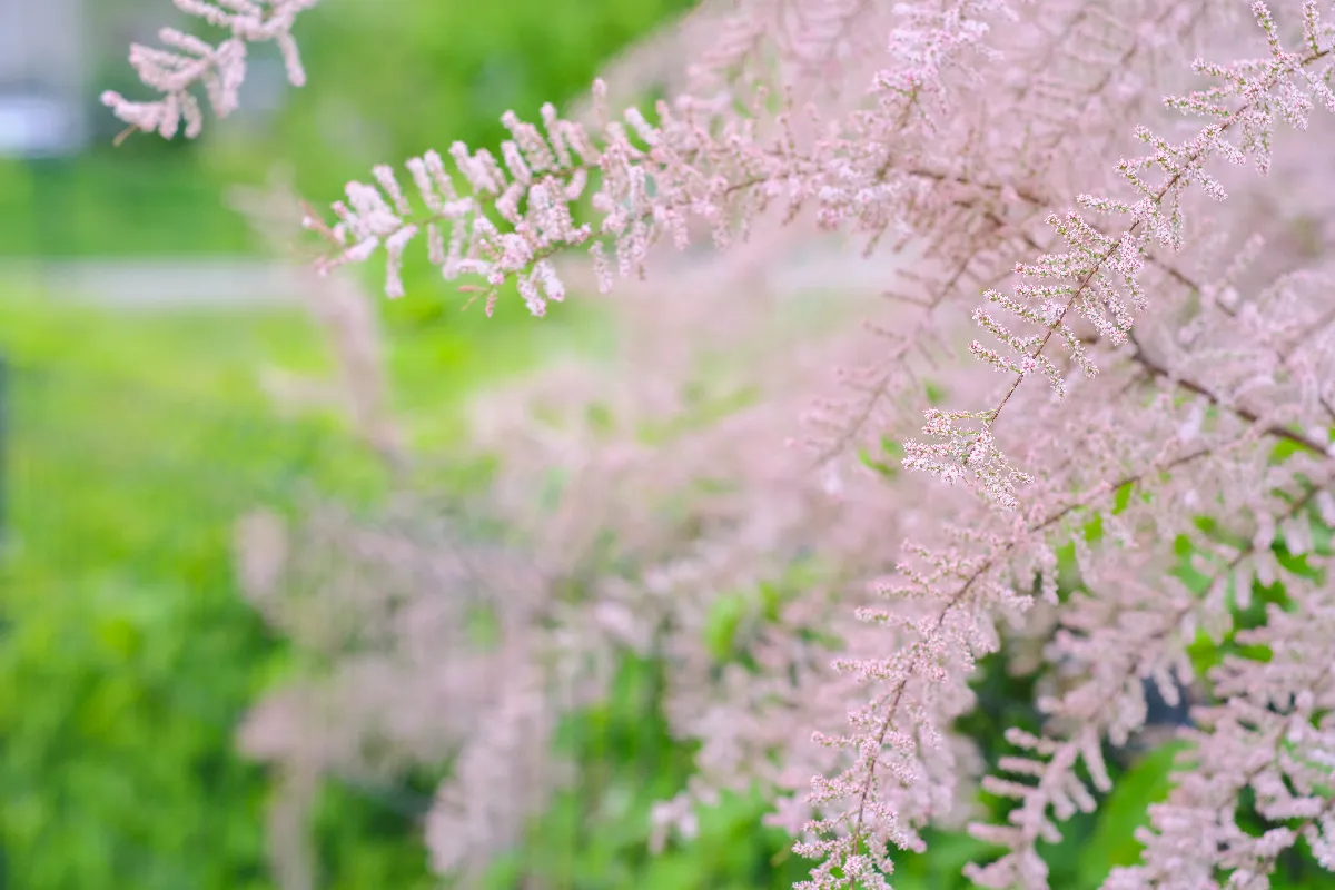 quel-est-cet-arbuste-qui-resiste-au-vent-et-avec-une-floraison-abondante-profitez-dun-jardin-fleuri