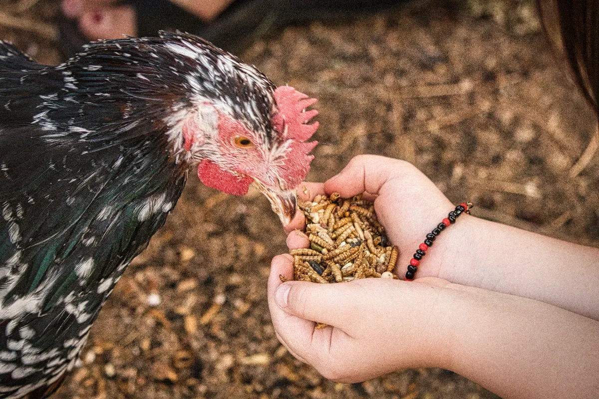 quels-aliments-donner-a-vos-poules-pour-stimuler-la-ponte-voici-le-regime-alimentaire-ideal