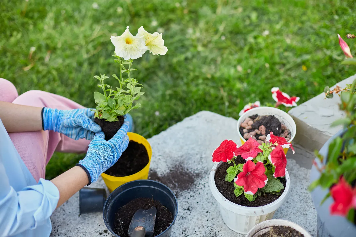 reussir-la-plantation-de-vos-surfinias-culture-entretien-floraison-decouvrez-nos-astuces