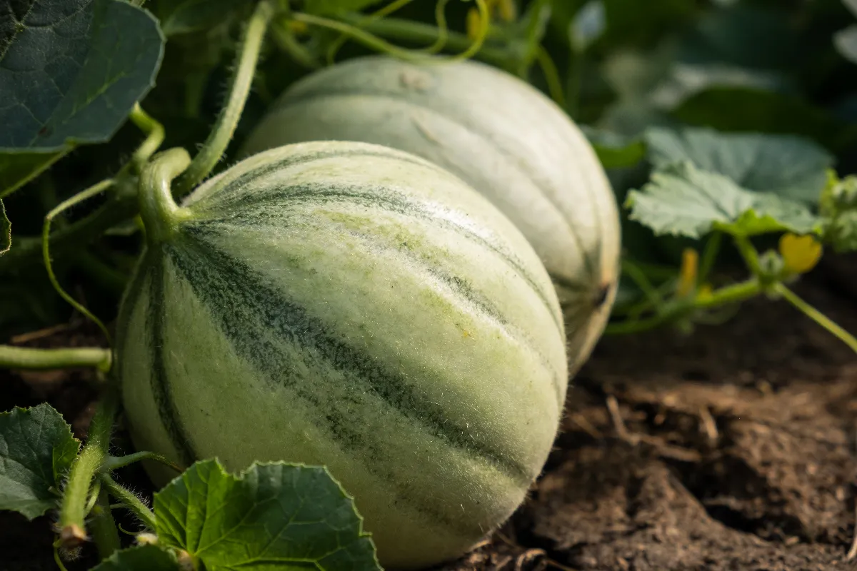 semer-les-melons-en-mars-est-ce-la-bonne-saison-voici-la-reponse-pour-une-bonne-recolte