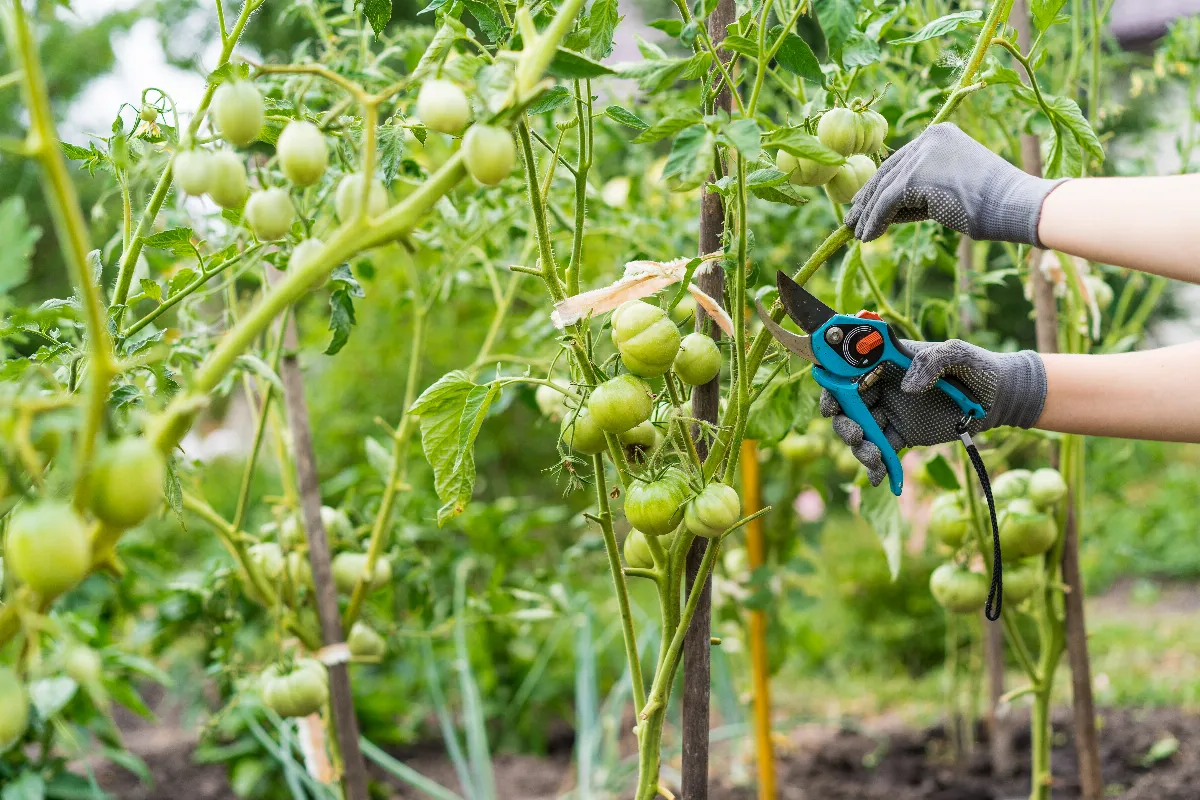tailler-ses-tomates-est-ce-vraiment-une-bonne-idee-voici-enfin-la-reponse-et-les-bons-gestes