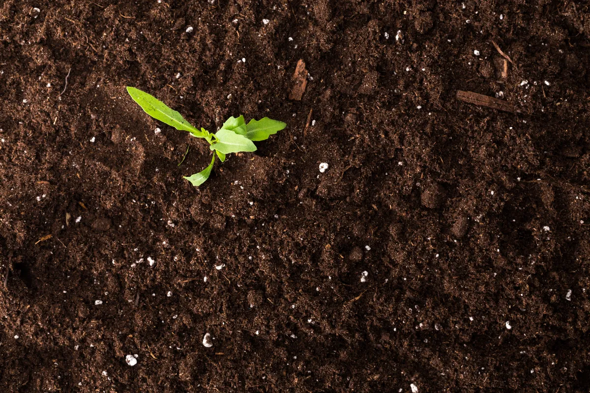 terre-sableuse-comment-lameliorer-pour-la-rendre-fertile-voici-les-gestes-a-adopter