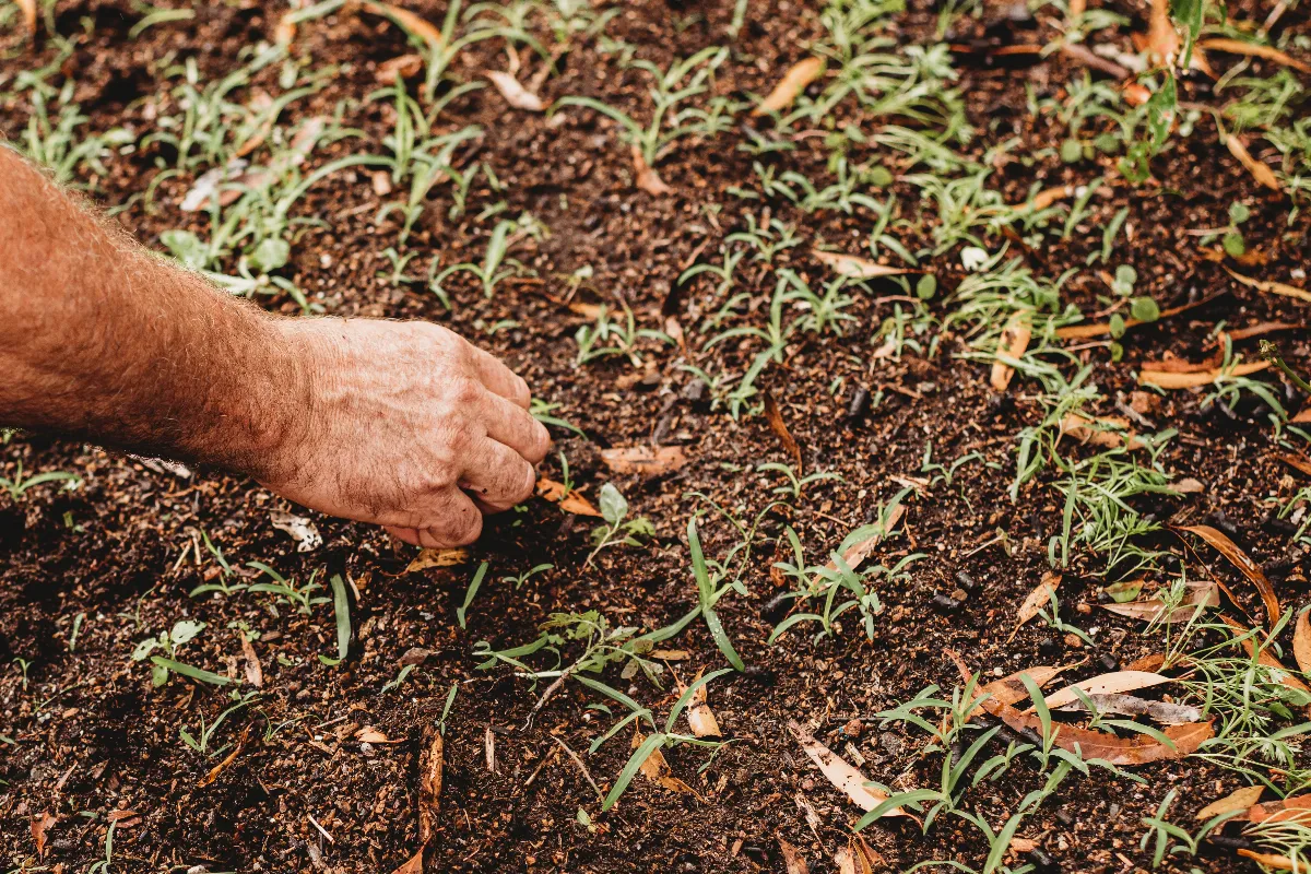 voici-5-astuces-pour-desherber-facilement-et-rapidement-votre-potager
