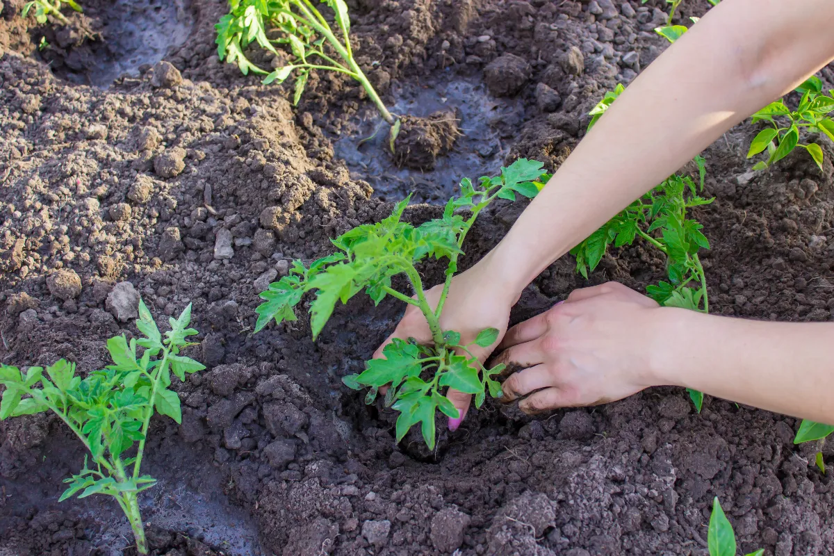 voici-la-date-ideale-pour-planter-vos-tomates-et-profiter-dune-belle-recolte-cet-ete