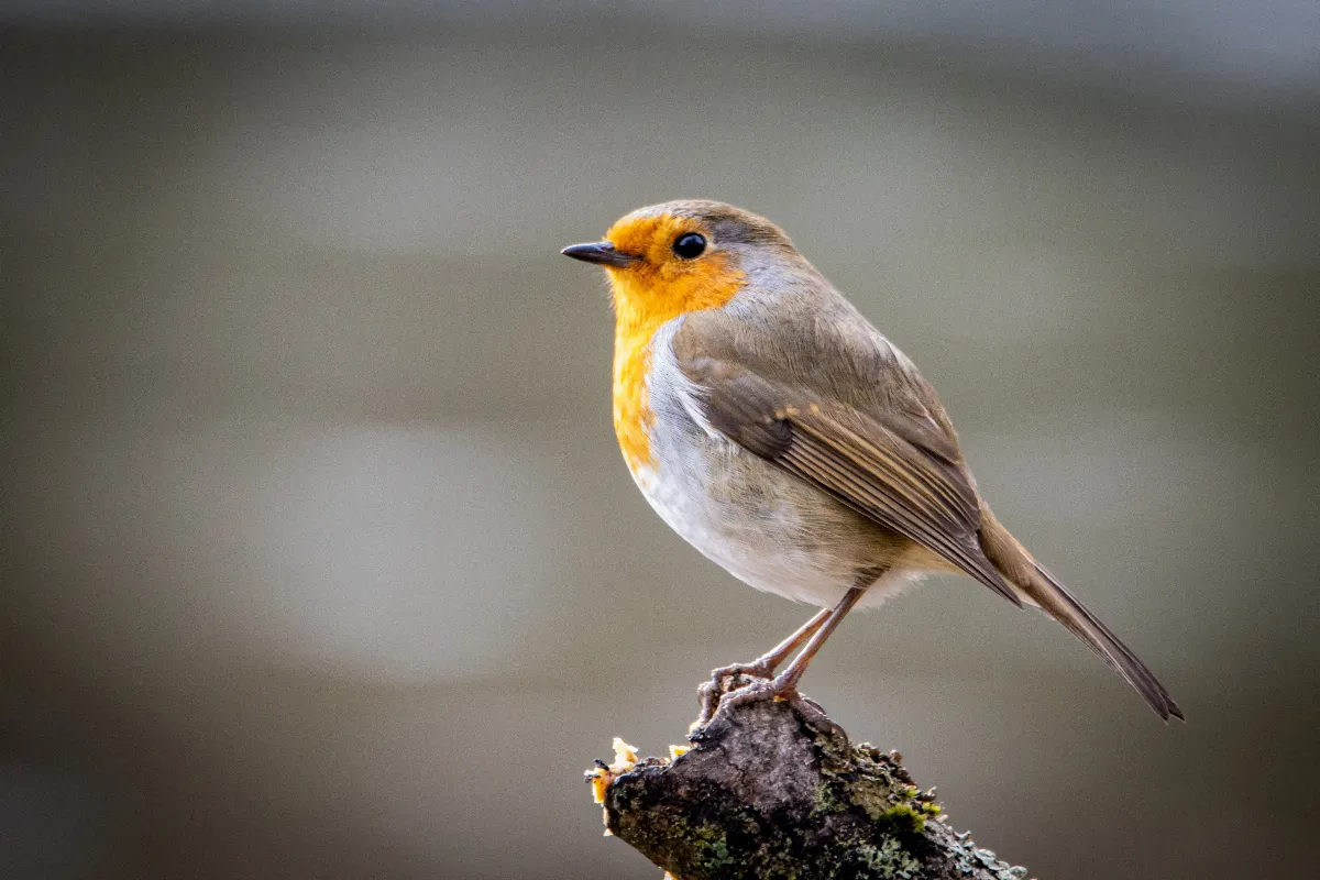 voici-lastuce-ultime-pour-attirer-un-rouge-gorge-chez-vous-faites-entrer-la-nature