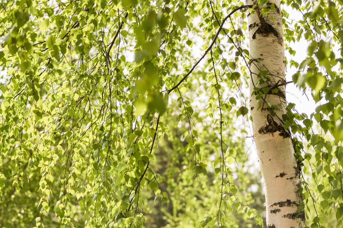 voici-les-4-arbres-que-vous-pouvez-planter-pres-des-canalisations-evitez-les-mauvaises-surprises