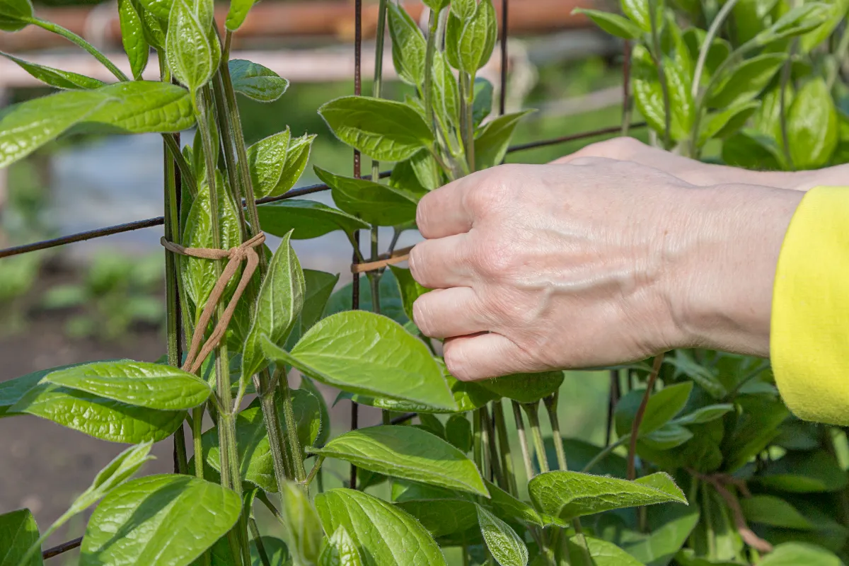 voici-les-5-etapes-a-suivre-pour-reussir-la-taille-vos-plantes-grimpantes-au-debut-du-printemps