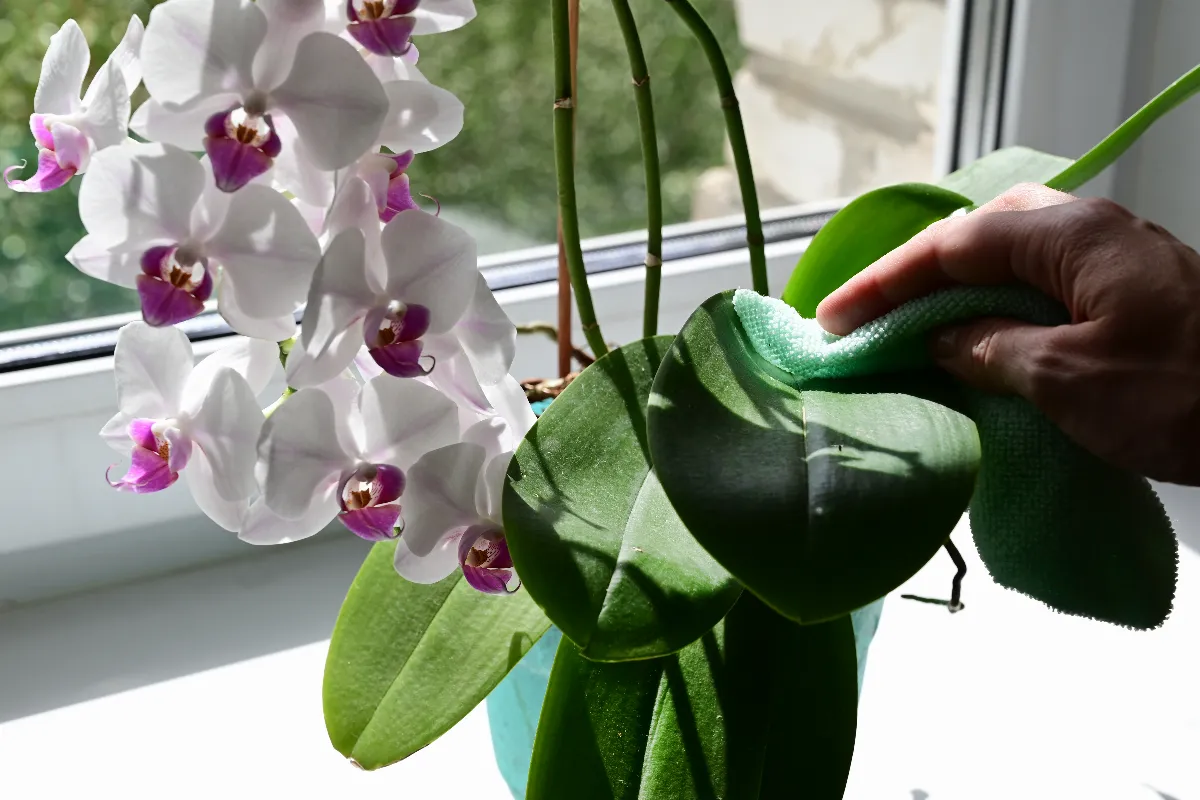 voici-pourquoi-il-faut-mettre-de-lail-dans-votre-orchidee-decouvrez-cette-astuce-incroyable