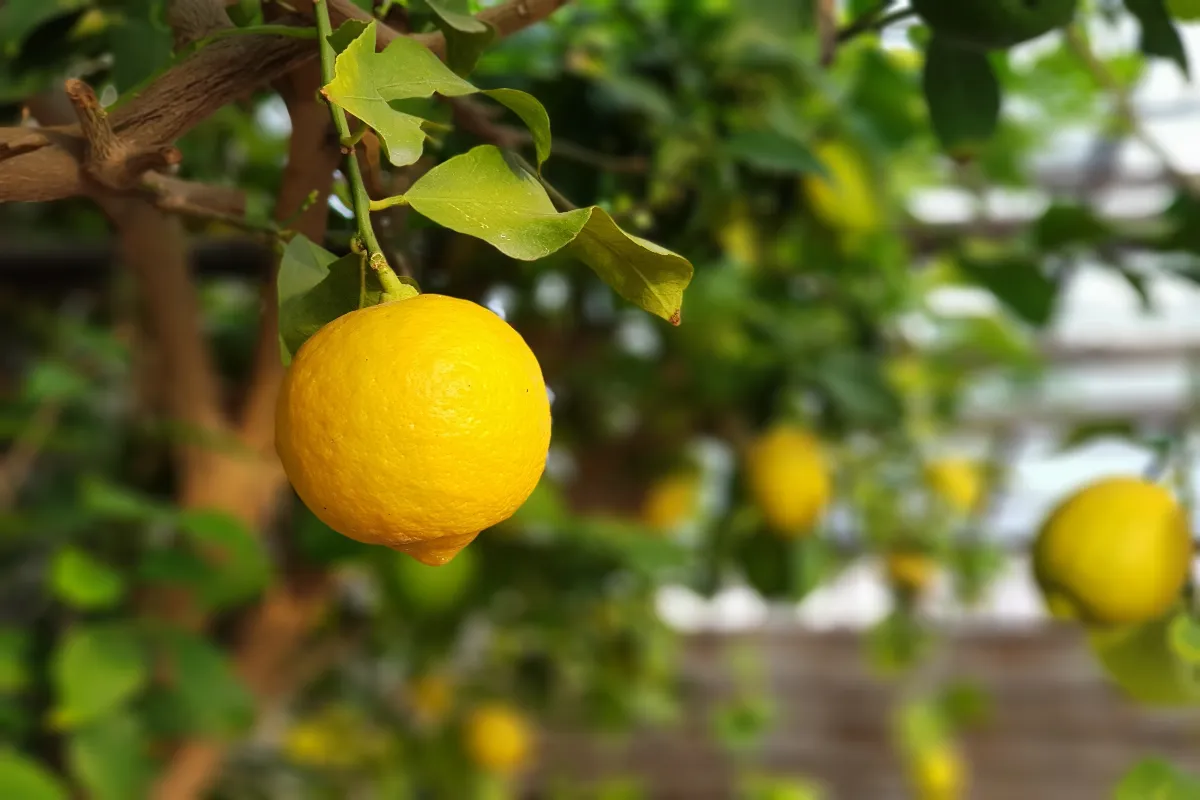 votre-citronnier-est-contamine-par-la-fumagine-voici-comment-bien-reagir-et-le-soigner-rapidement