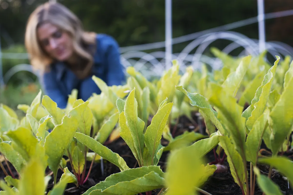votre-potager-est-a-lombre-voici-les-legumes-que-vous-pouvez-quand-meme-planter