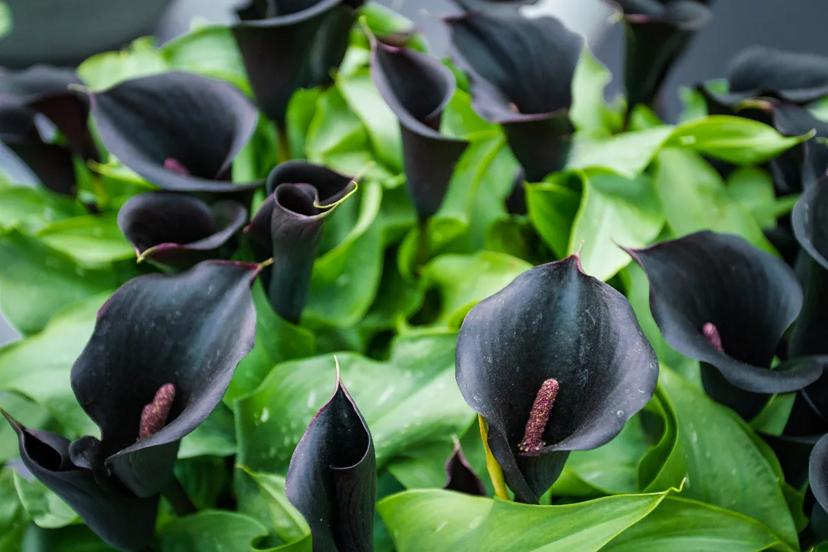 10-fleurs-noires-a-choisir-pour-votre-jardin-sublimez-votre-exterieur