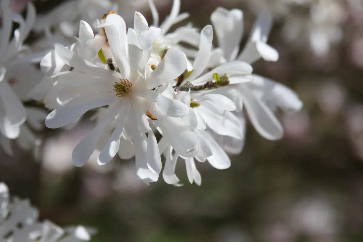 10-plantes-a-fleurs-blanches-que-vous-pouvez-planter-dans-votre-jardin