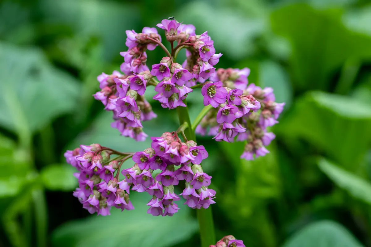 11-plantes-vivaces-qui-fleurissent-tous-les-ans-voici-lesquelles-choisir-pour-votre-jardin