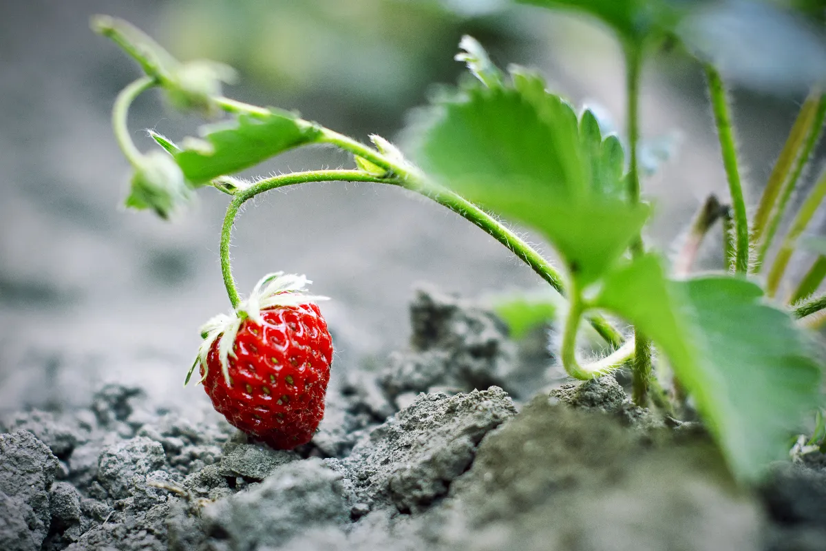 3-astuces-meconnues-pour-proteger-vos-fraises-contre-les-limaces-cette-annee