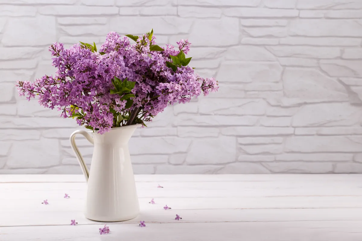 3-astuces-simples-et-efficaces-pour-conserver-vos-lilas-en-vase-plus-longtemps