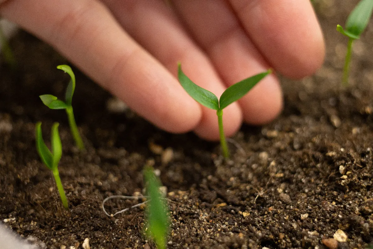 3-criteres-essentiels-pour-choisir-le-bon-terreau-pour-reussir-vos-semis