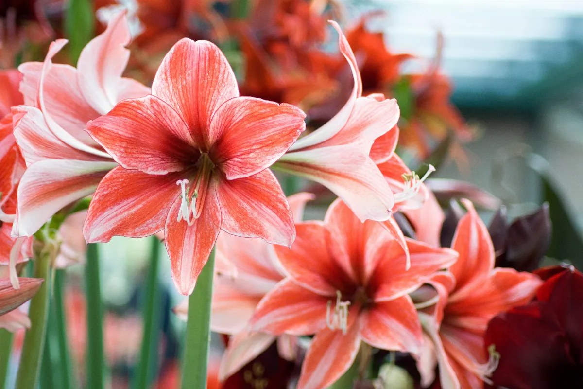 3-etapes-essentielles-pour-bien-conserver-votre-amaryllis-apres-la-floraison