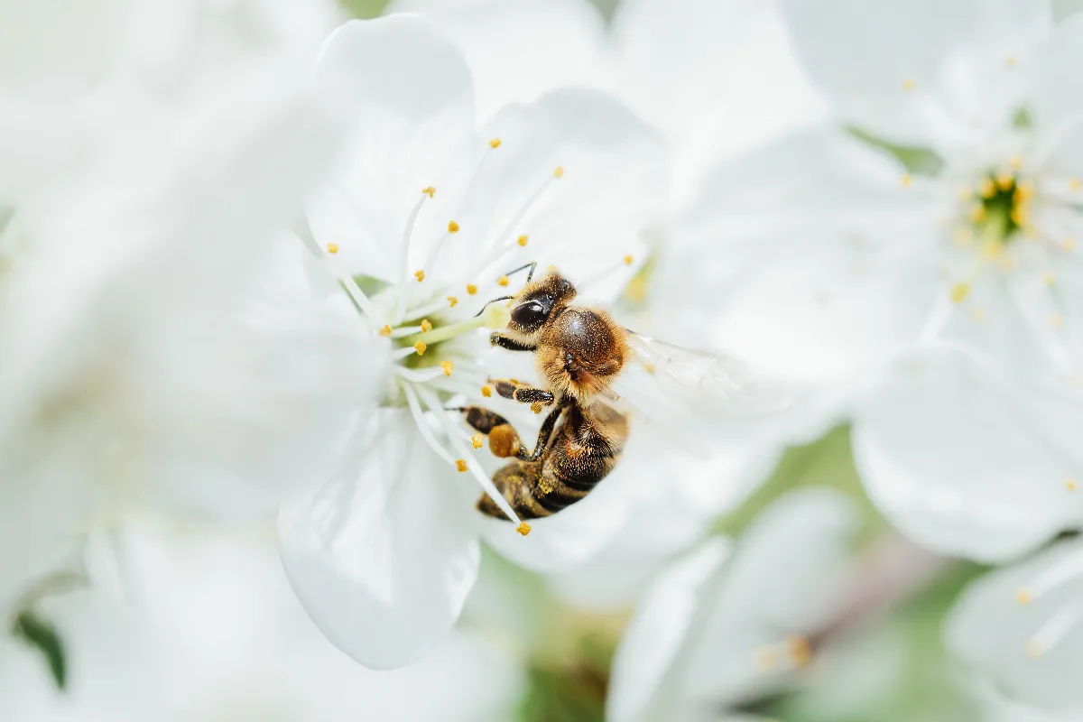 3-gestes-essentiels-pour-proteger-les-abeilles-dans-votre-jardin-suivez-ces-conseils-importants