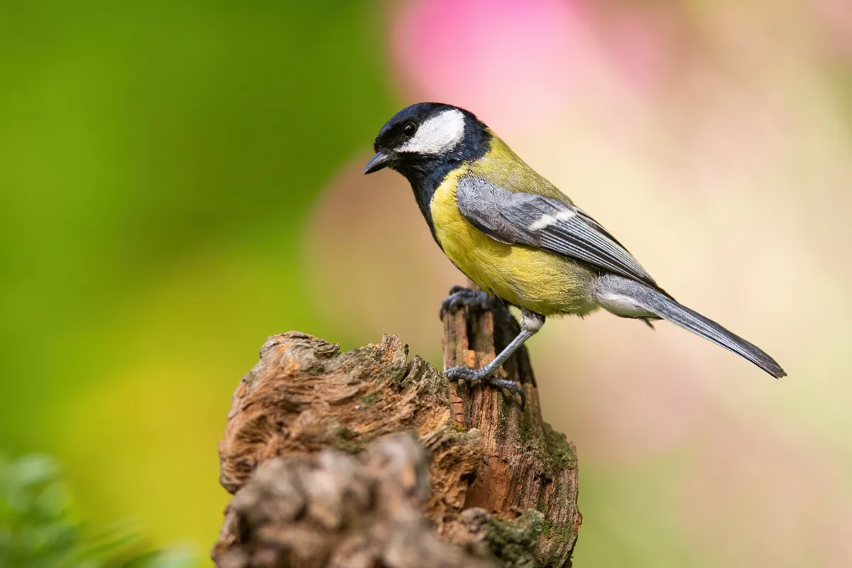 3-oiseaux-a-observer-dans-votre-jardin-en-ce-moment-voici-comment-les-attirer-et-les-proteger