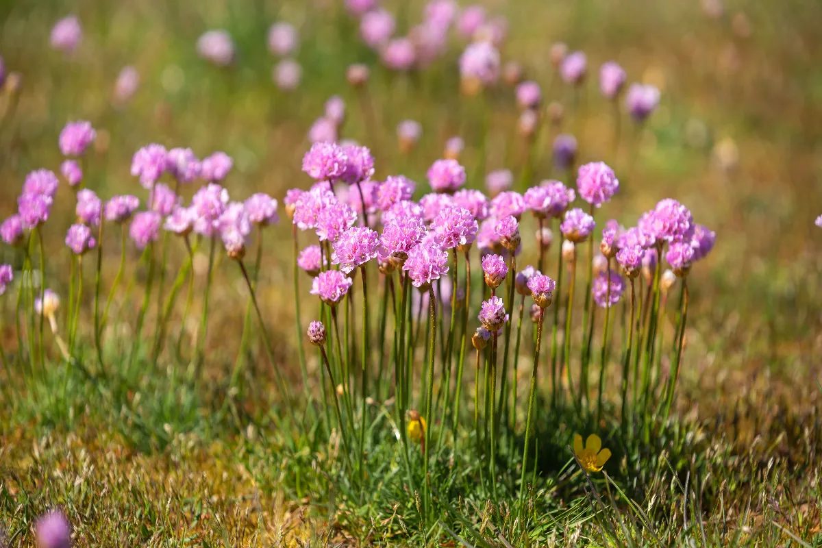 3-plantes-vivaces-couvre-sol-qui-resistent-au-pietinement-decouvrez-ces-varietes-incroyables
