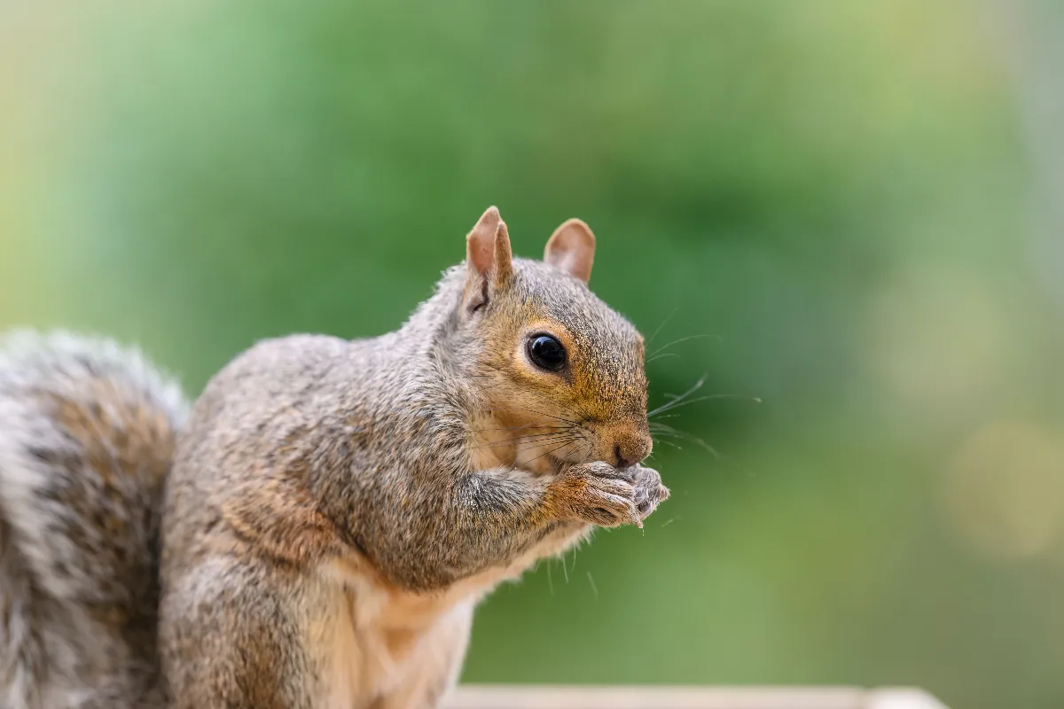 4-astuces-infaillibles-pour-attirer-les-ecureuils-dans-votre-jardin-au-printemps