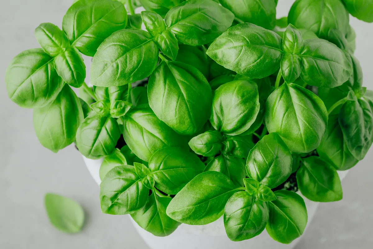 4 astuces pour ne plus faire mourir votre basilic en pot ne faites plus ces erreurs