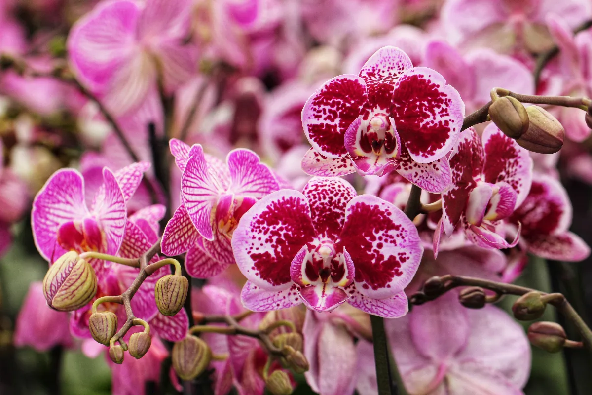 4-astuces-pour-prolonger-la-floraison-de-votre-orchidee-cette-annee-suivez-ces-conseils-simples