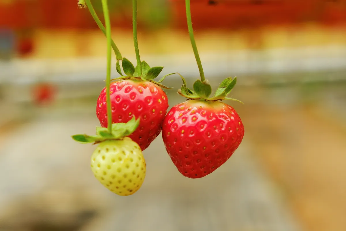 4-etapes-cles-pour-fabriquer-une-tour-a-fraisiers-voici-tous-les-avantages-et-le-materiel-necessaire