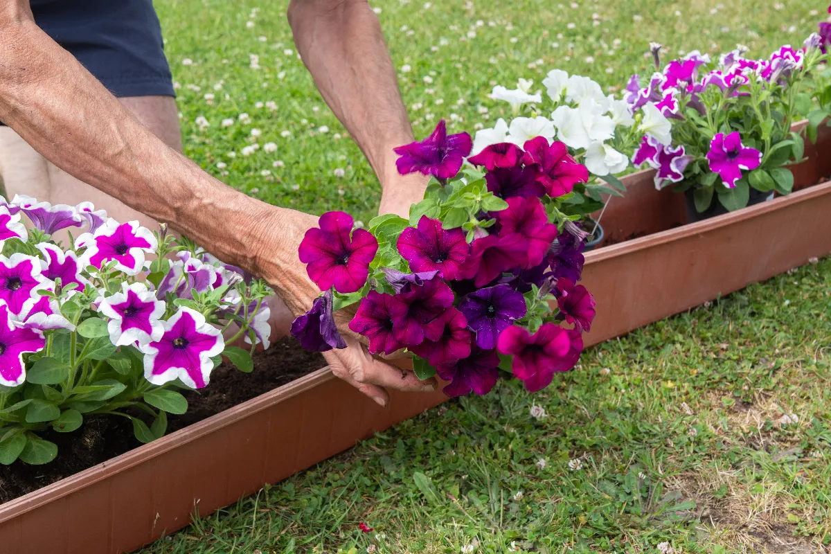 4-fleurs-retombantes-supportant-la-chaleur-a-choisir-pour-embellir-vos-jardinieres-cette-annee