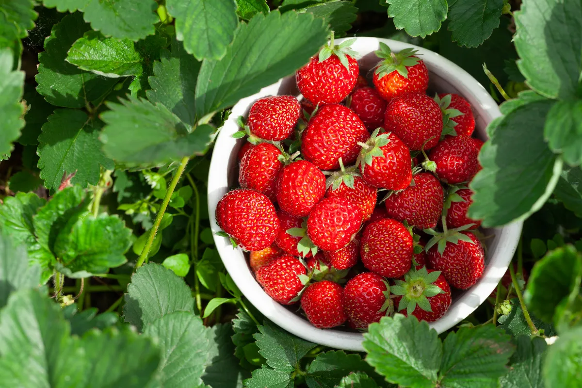 5-etapes-essentielles-pour-entretenir-vos-fraisiers-au-printemps-boostez-votre-recolte-cet-ete