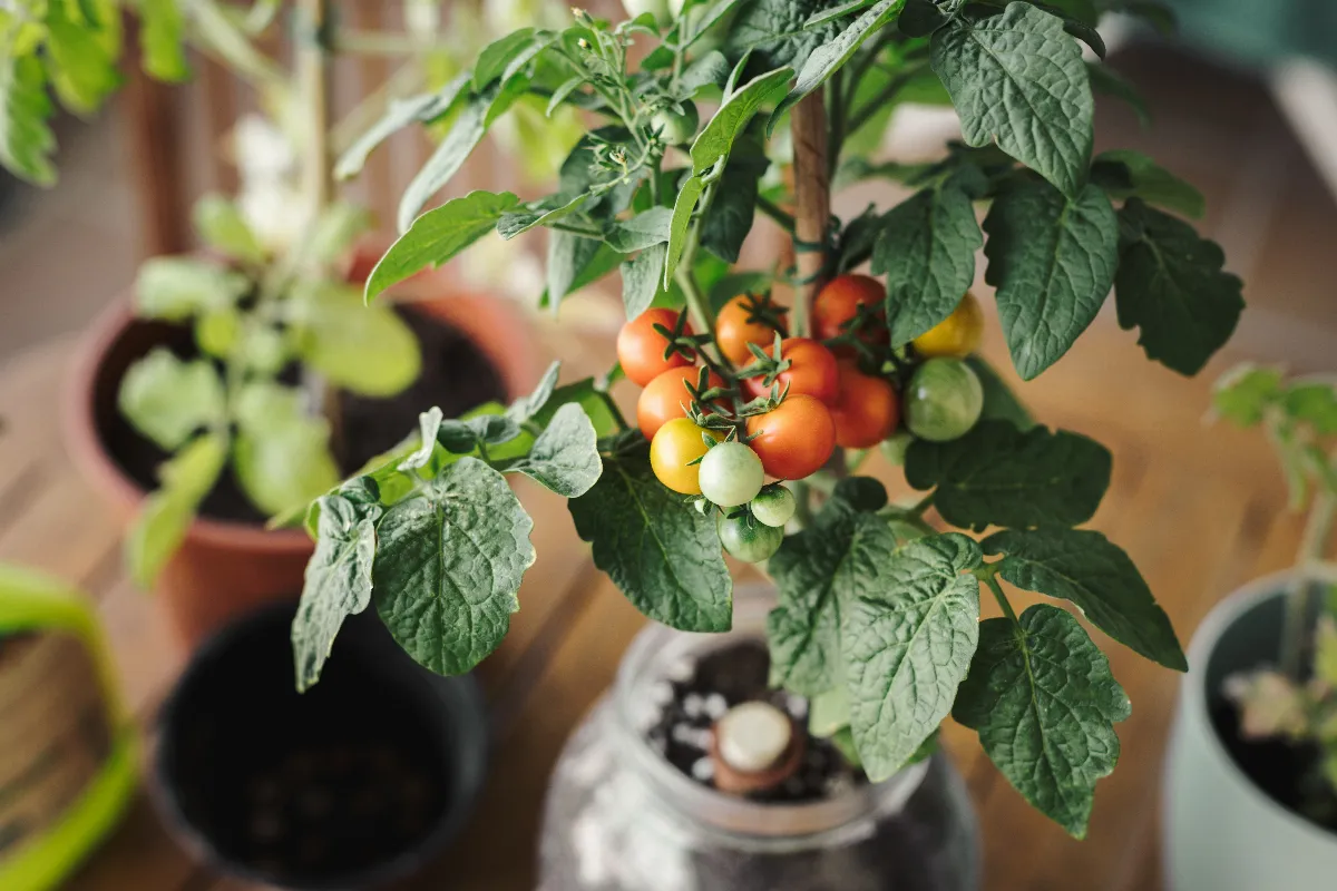 5-etapes-essentielles-pour-planter-des-tomates-en-pot-voici-le-tuto-a-suivre-absolument