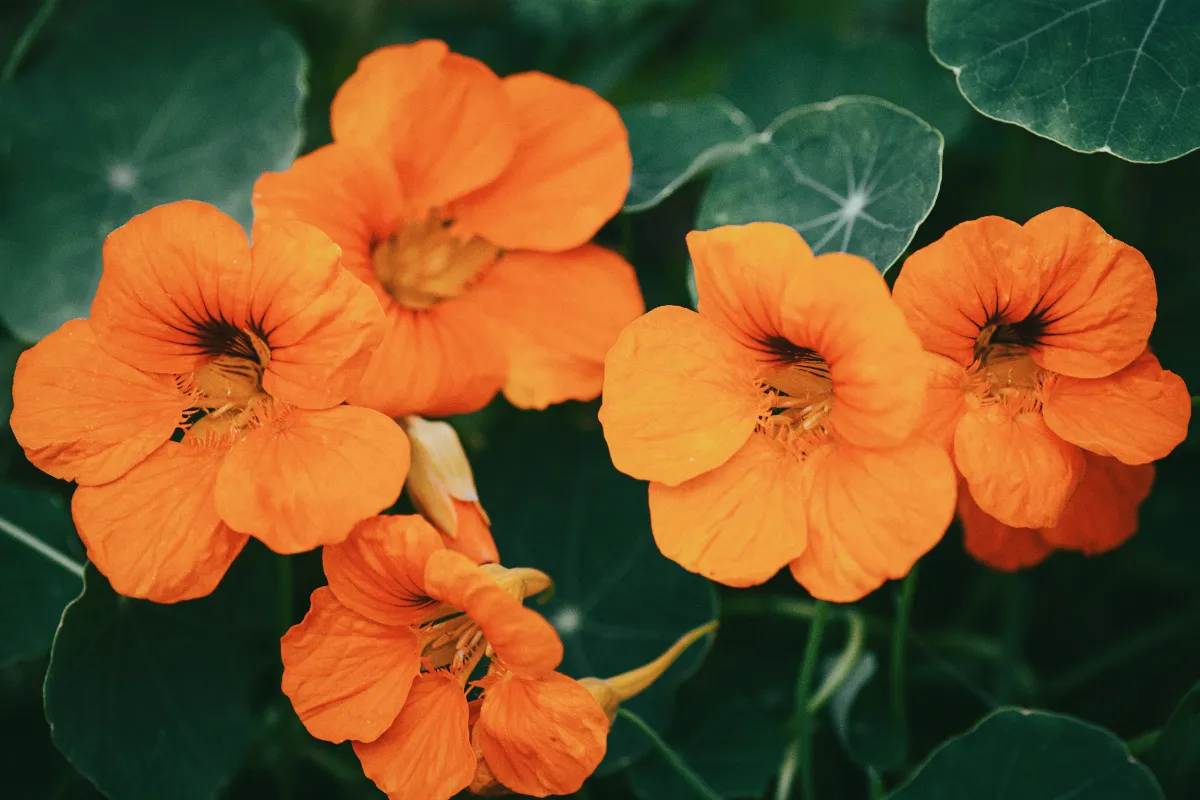 5-fleurs-comestibles-a-cultiver-dans-votre-jardin-pour-de-nouvelles-saveurs-dans-votre-cuisine