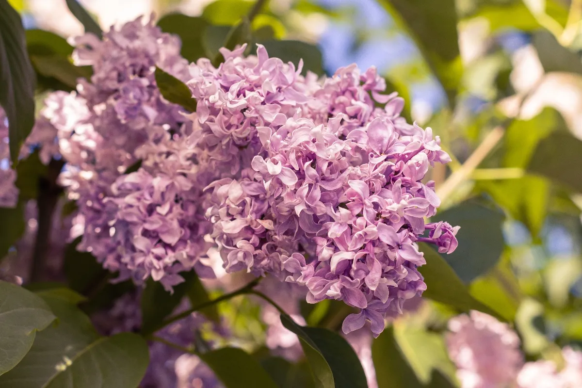 5-fleurs-qui-sentent-bon-a-avoir-dans-votre-jardin-au-printemps
