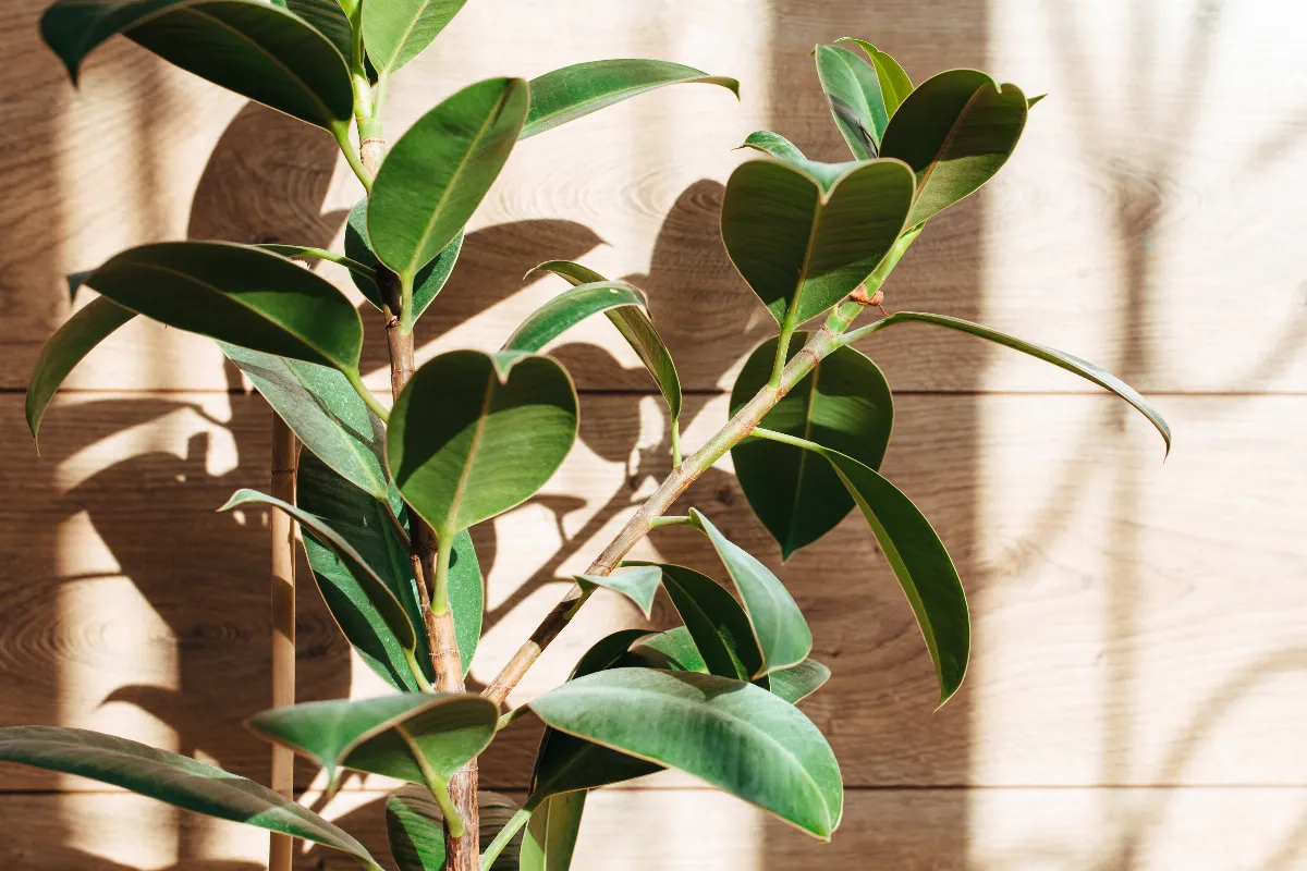 5-plantes-dinterieur-qui-aiment-le-soleil-direct-decouvrez-lesquelles