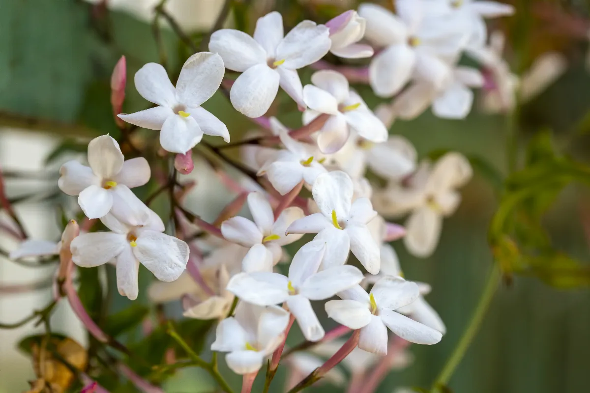 5-plantes-grimpantes-a-planter-debut-avril-pour-une-belle-floraison-cet-ete-decouvrez-les-meilleures