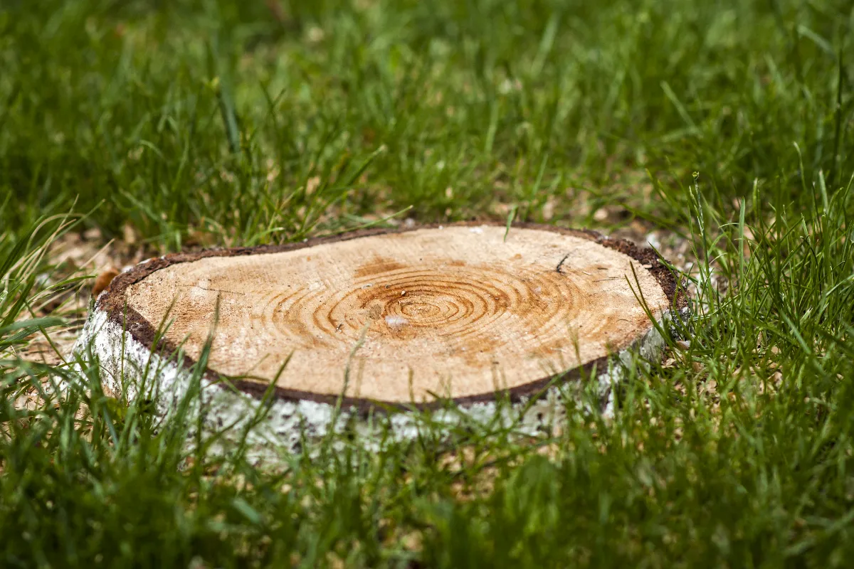 5-techniques-ultra-efficaces-pour-detruire-definitivement-une-grosse-souche-darbre
