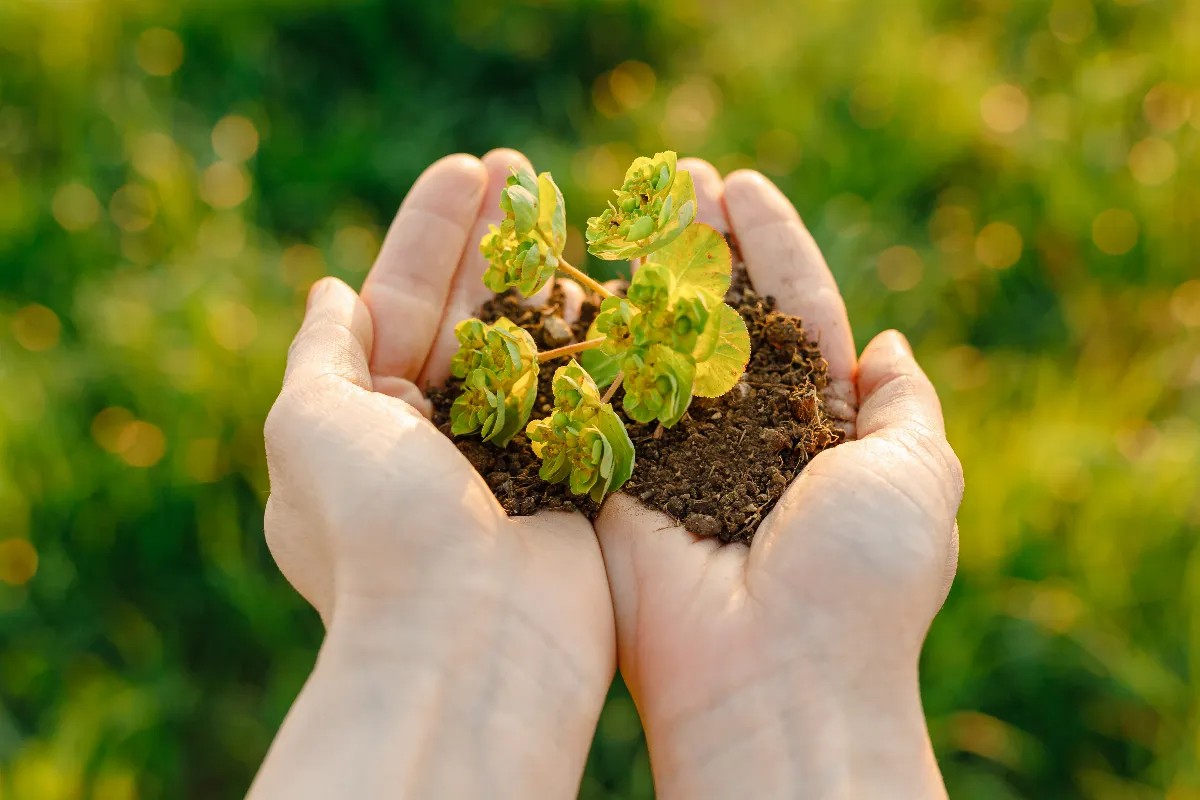 6-conseils-a-suivre-pour-amenager-un-jardin-ecologique-facilement-chez-vous