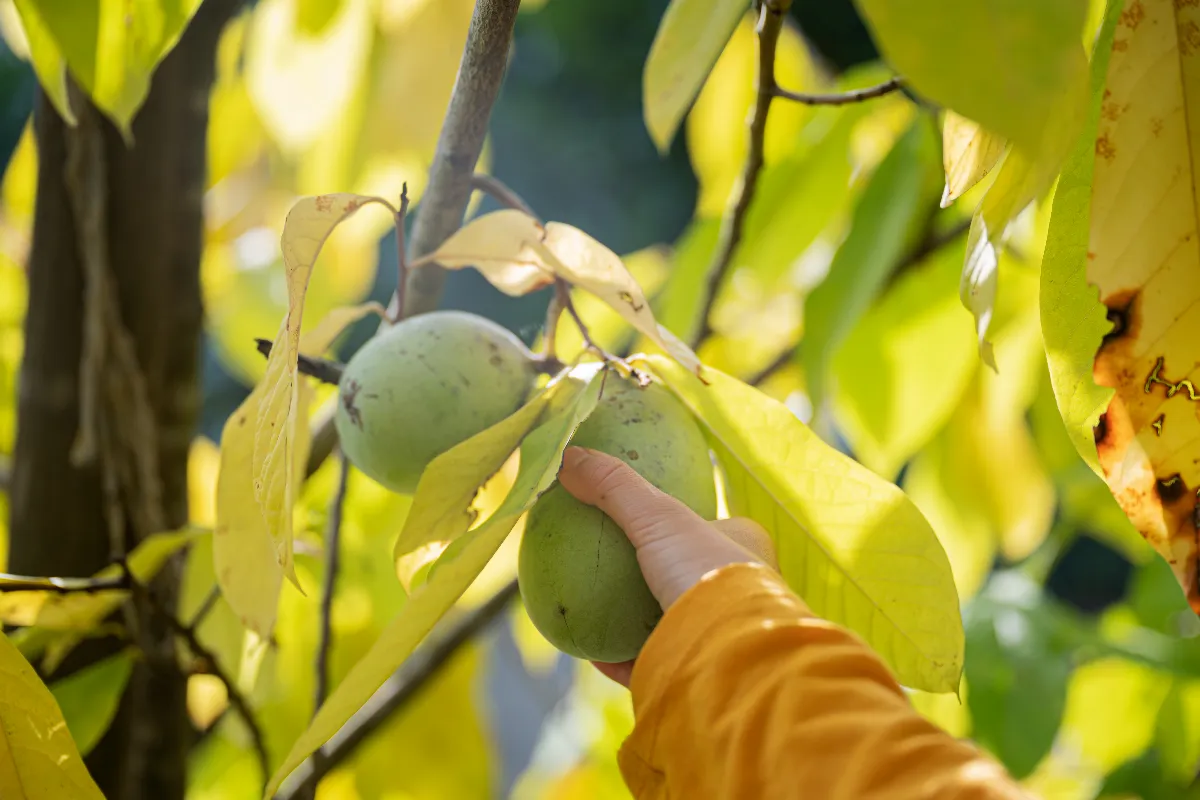 7-arbres-fruitiers-originaux-et-exotiques-a-cultiver-facilement-chez-vous-decouvrez-lesquels