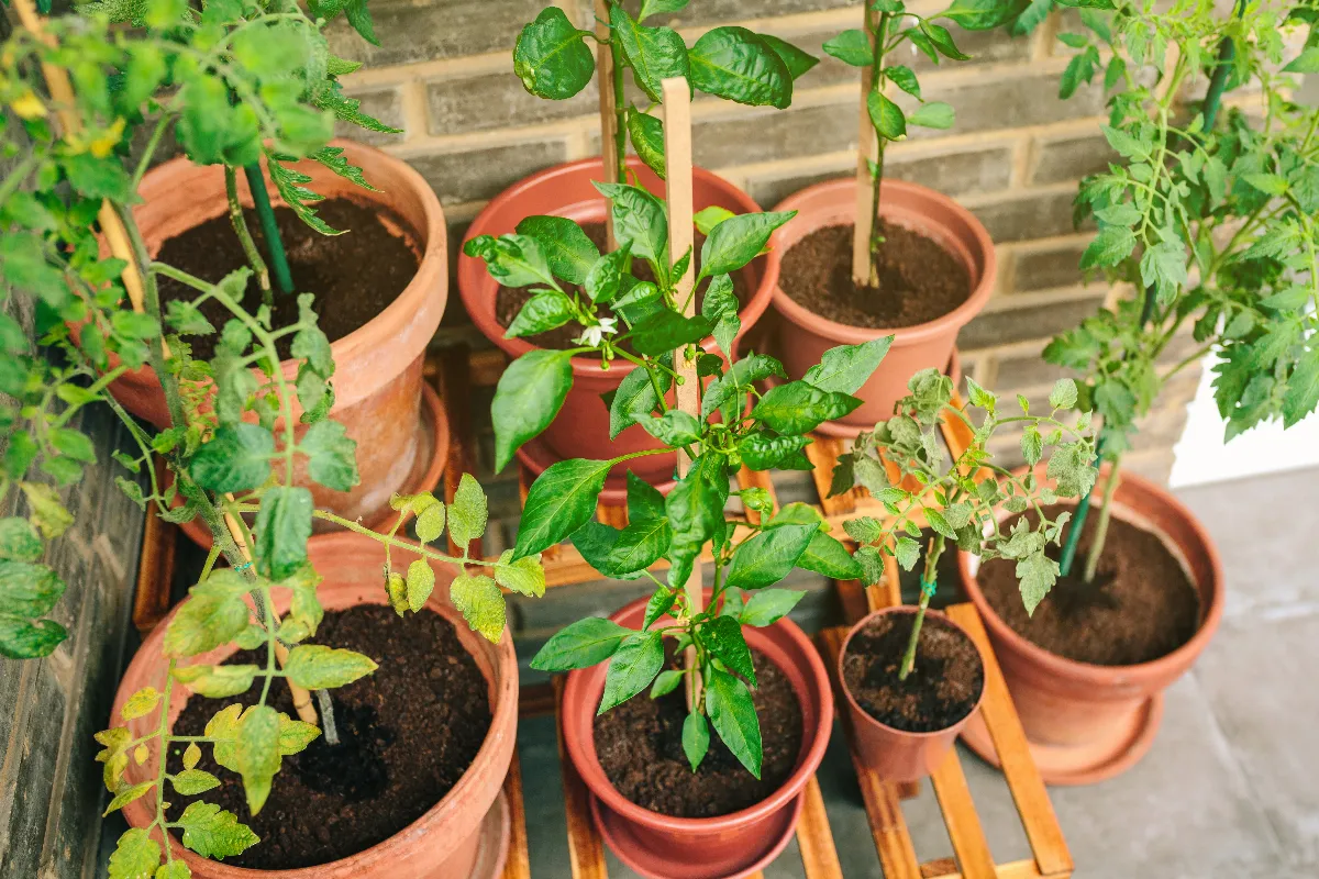 7-etapes-cles-pour-reussir-un-potager-sur-votre-balcon-voici-la-methode-a-suivre