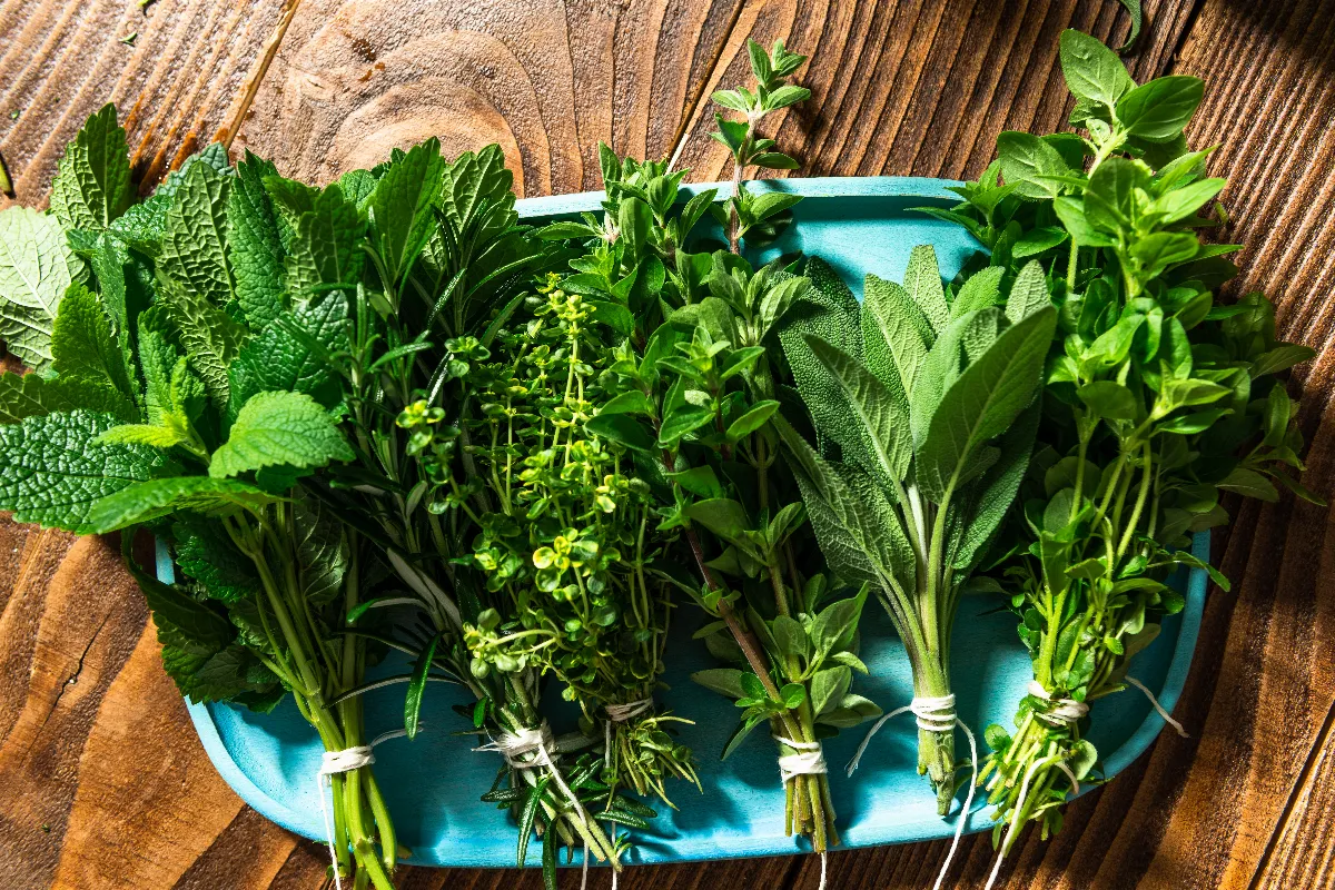 8-plantes-aromatiques-a-cultiver-transformez-votre-jardin-en-veritable-havre-de-saveurs