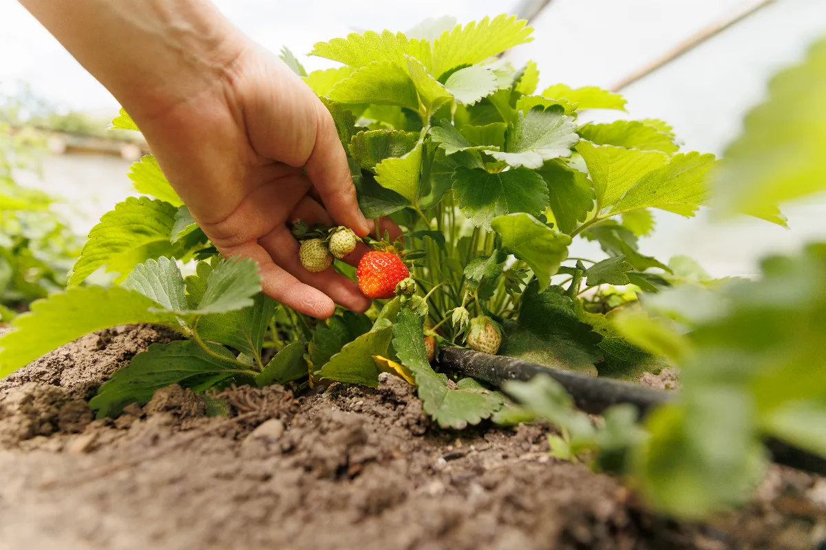 a-quel-moment-faut-il-planter-vos-fraisiers-remontants-decouvrez-cette-espece-incroyable