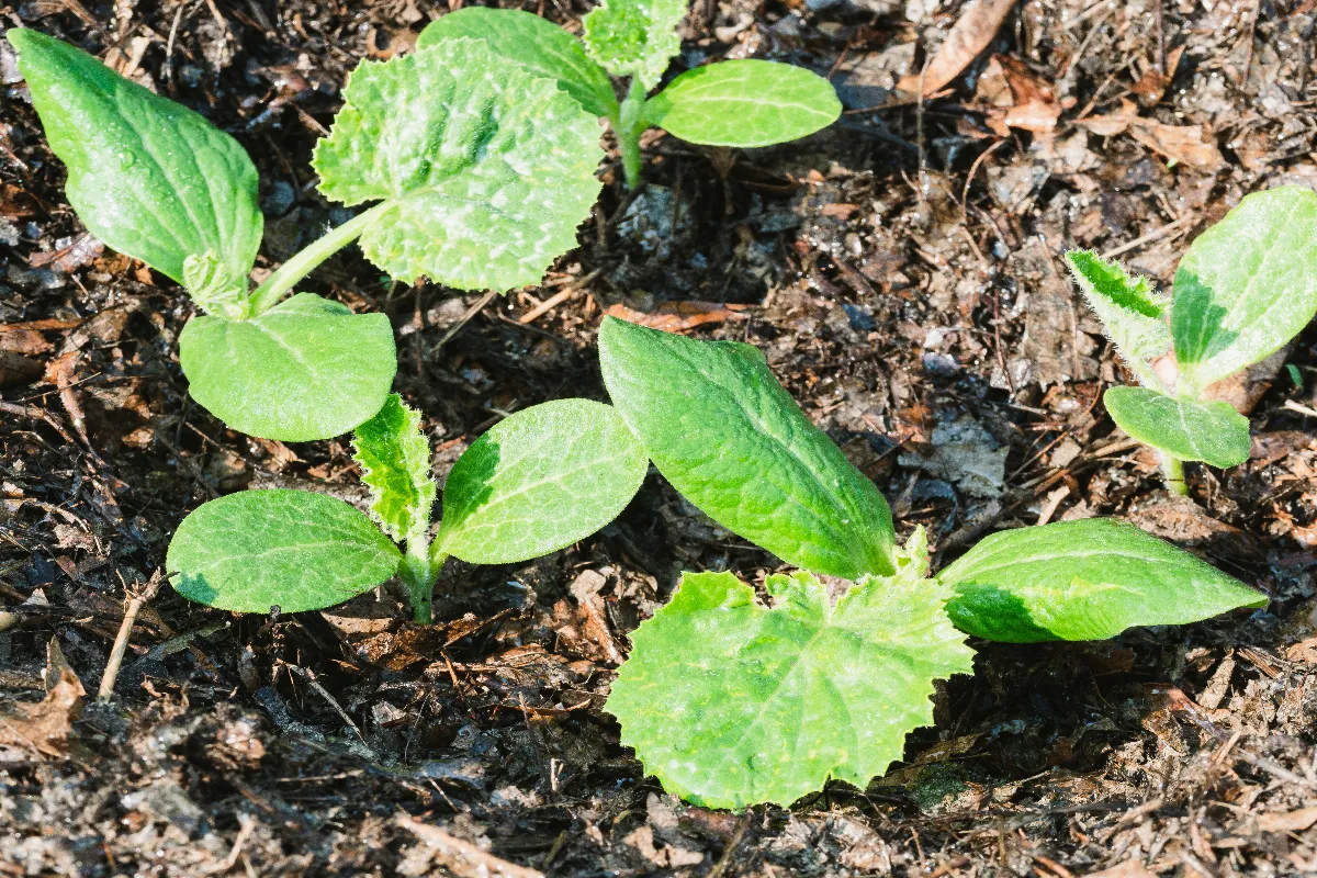 a-quelle-date-faut-il-planter-les-courges-dans-votre-jardin-ne-ratez-pas-le-coche-cette-annee