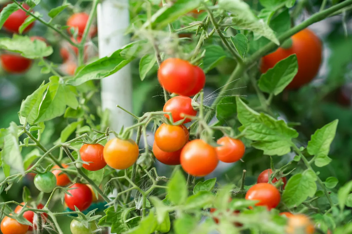 appliquer-du-sel-sur-vos-pieds-de-tomates-quels-sont-les-bienfaits-de-cette-astuce-meconnue