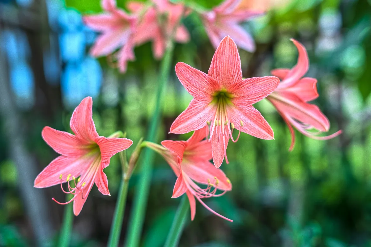 attention-a-ces-5-plantes-toxiques-quil-faut-eviter-a-tout-prix-dans-votre-jardin