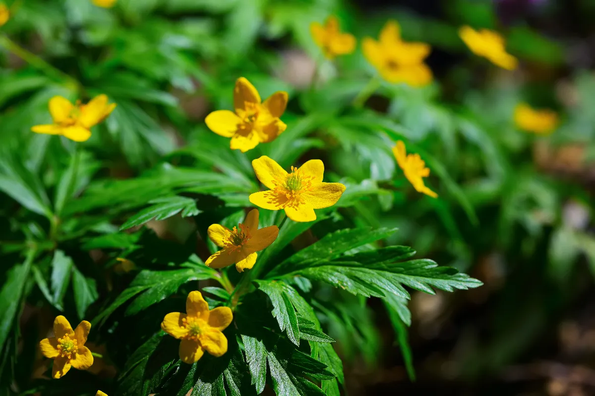 attention-a-cette-lourde-amende-que-vous-risquez-en-cueillant-ces-plantes-en-france-la-reglementation