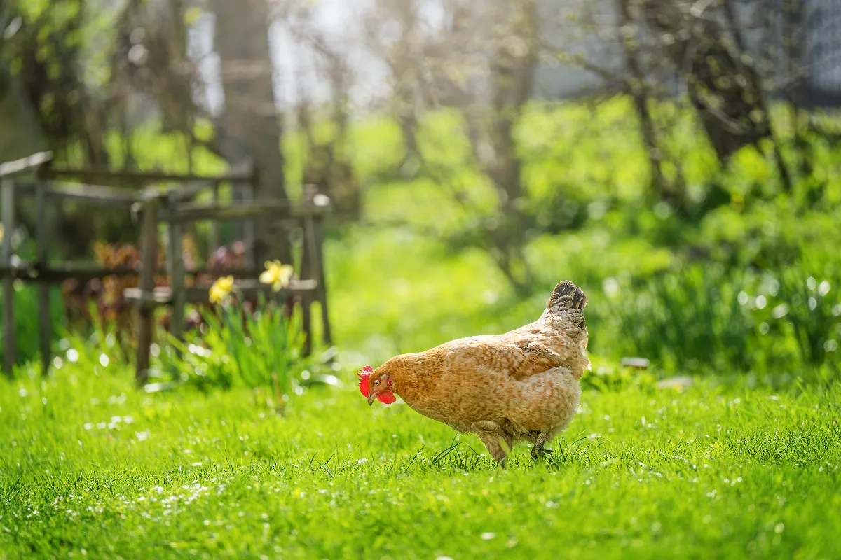 avoir-des-poules-dans-son-jardin-decouvrez-tous-les-avantages-dont-vous-pouvez-profiter
