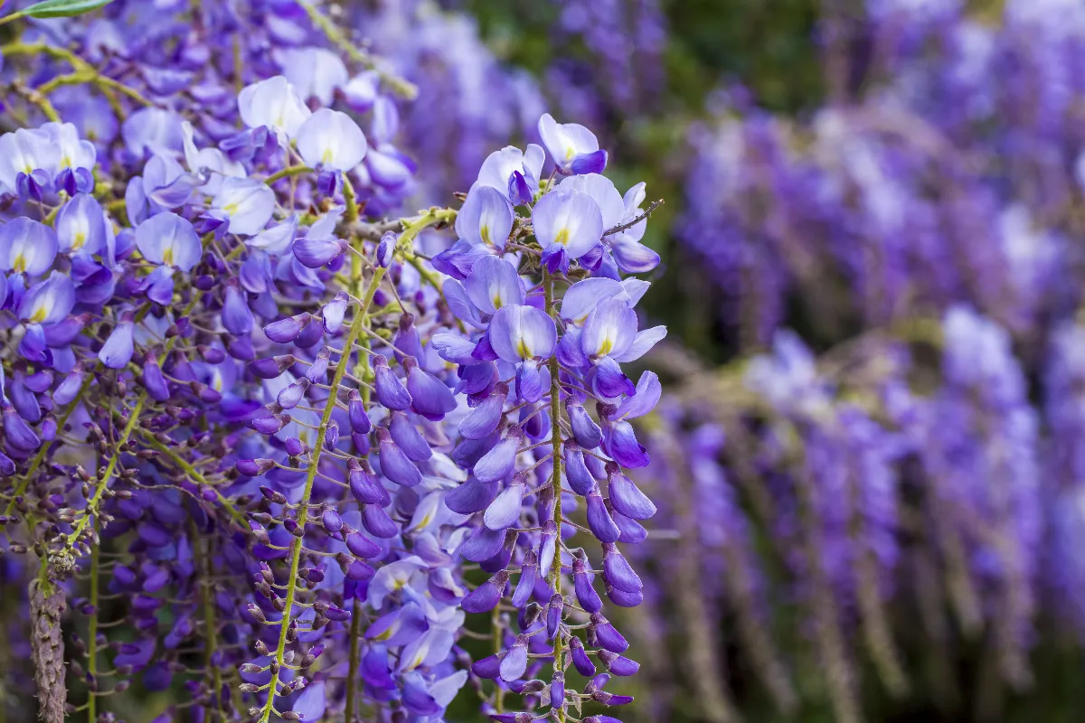 boostez-la-floraison-de-vos-glycines-en-suivant-ces-4-etapes-simples-a-mettre-en-place