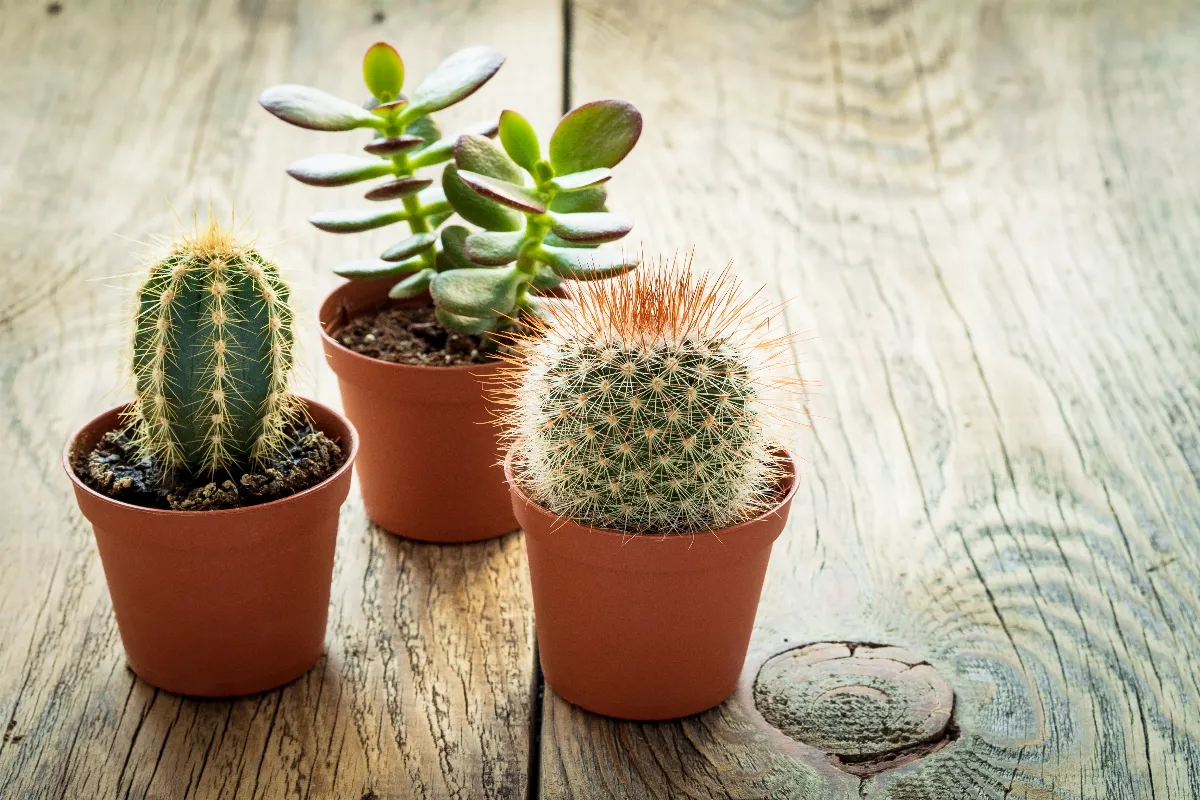 cactus-et-plantes-grasses-quel-engrais-faut-il-utiliser-voici-les-3-meilleurs-types-dengrais