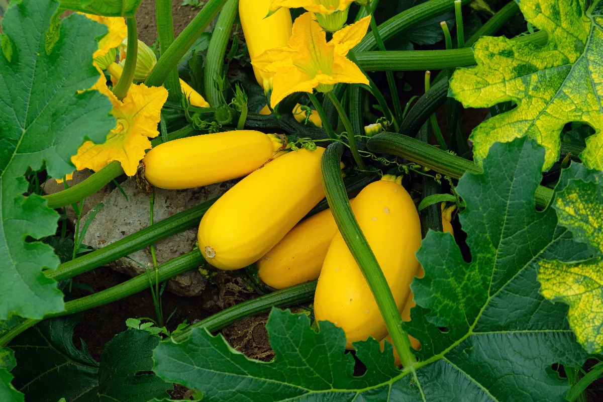 ces-10-legumes-ne-peuvent-pas-pousser-sous-un-arbre-ne-faites-plus-lerreur