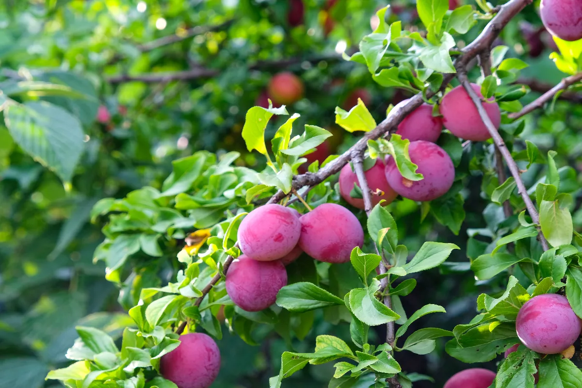 ces-5-arbres-fruitiers-donnent-rapidement-des-fruits-decouvrez-lesquels-mettre-dans-votre-jardin